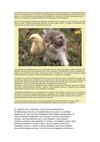 animales domesticosy