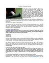 The Basic of Baseball Betting