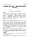 Biostimulatory Effect of Shilajeet on Wheat (Triticum astivum) Seed Germination