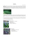 Xeriscape Ground Covers - Mecklenburg County, North Carolina