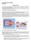CIRCULACION