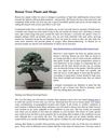 Bonsai Trees Plants And Shops