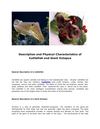 Description and Physical Characteristics of Cuttlefish and Giant Octopus