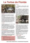 La Tortue de Floride