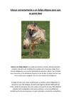 Facilisimo - Educar correctamente a un Galgo Afgano para que se porte bien