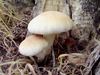 Organic Mushrooms - Mushroom Grow