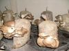 Secrets Of Organic Mushroom Cultivation