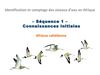 Formation oiseaux d'eau Afrique. Séq 1 identification Afrique sahélienne 2012