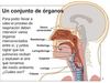 El Aparato Respiratorio