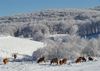 Hiver Montagne Noire