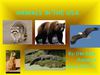 Animals in the USA