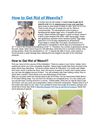 How to Get Rid of Weevils-