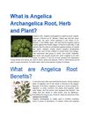 WhatisAngelicaArchangelicaRootHerbandPlant