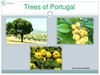 Trees of Portugal - presentation by Nuno Almeida to Earth´s Day celebration in Ruse, Bulgaria.pdf