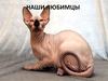 Наши любимцы